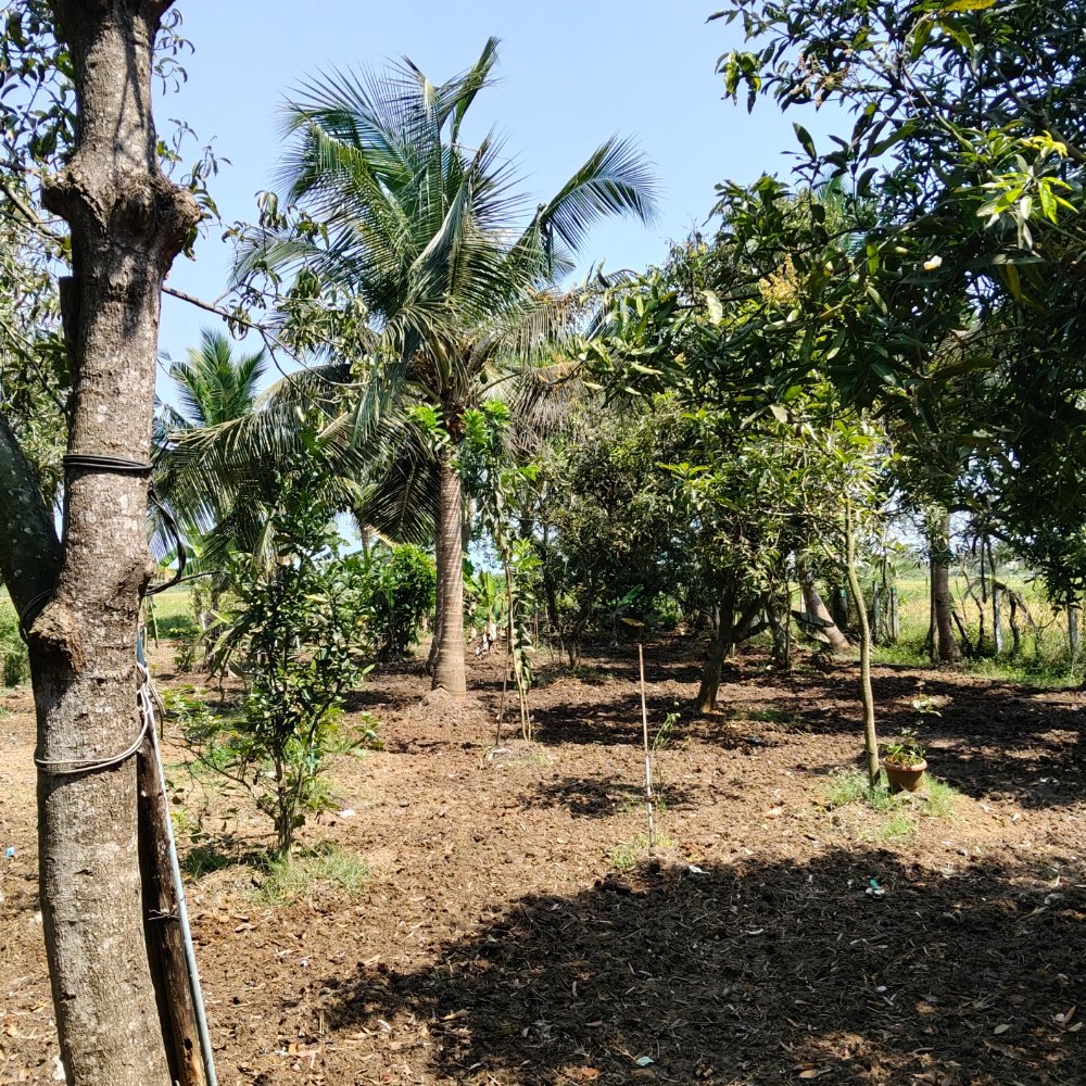 ECR FARM LAND SALE property in Ecr anaikkattu