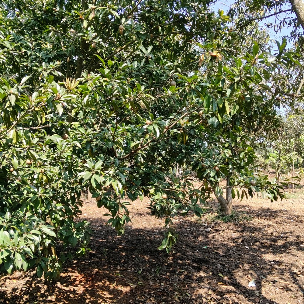 ECR FARM LAND SALE property in Ecr anaikkattu