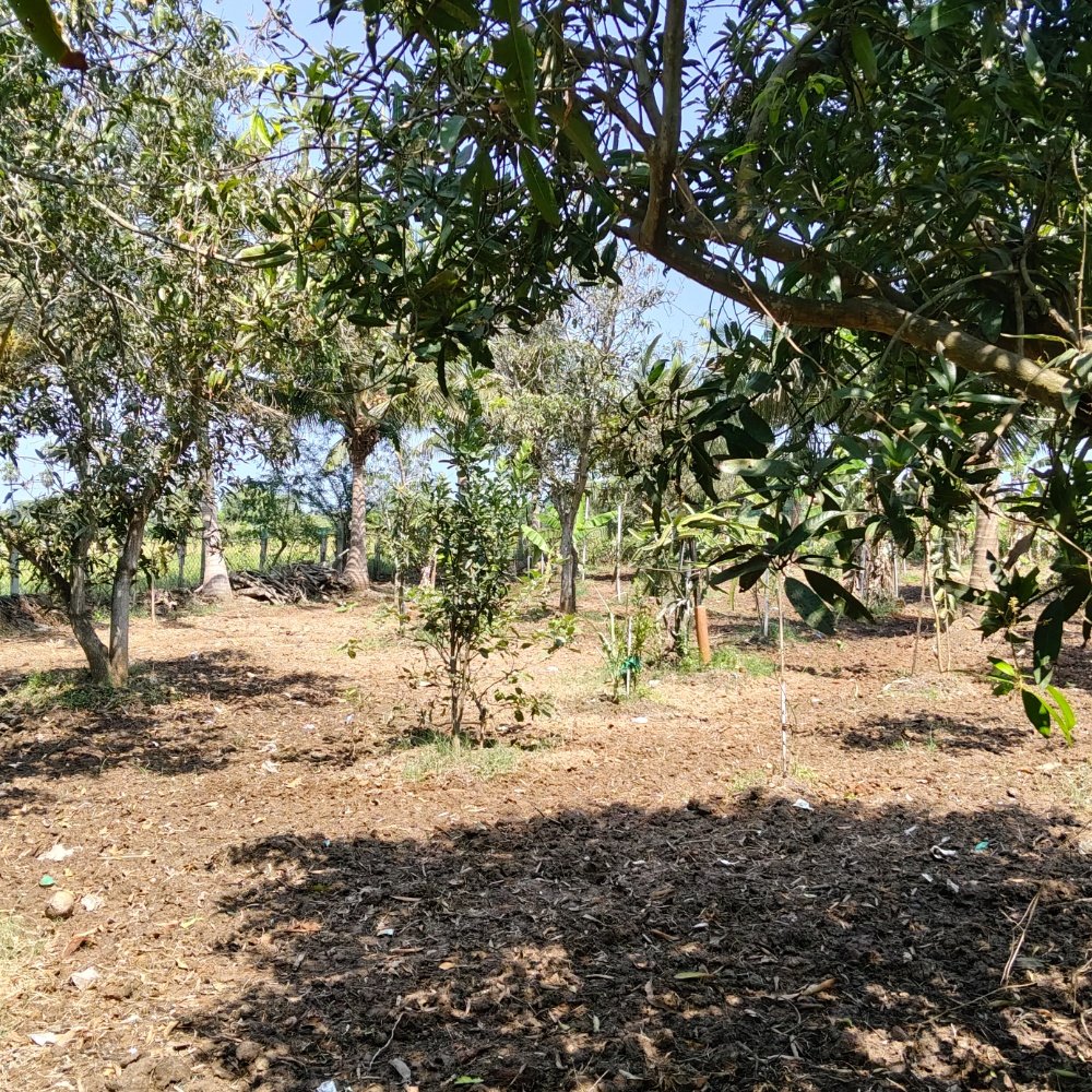 ECR FARM LAND SALE property in Ecr anaikkattu