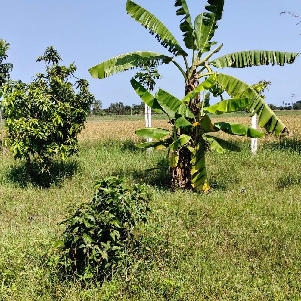 ECR FARM LAND SALE  property in Ecr kathankadai near