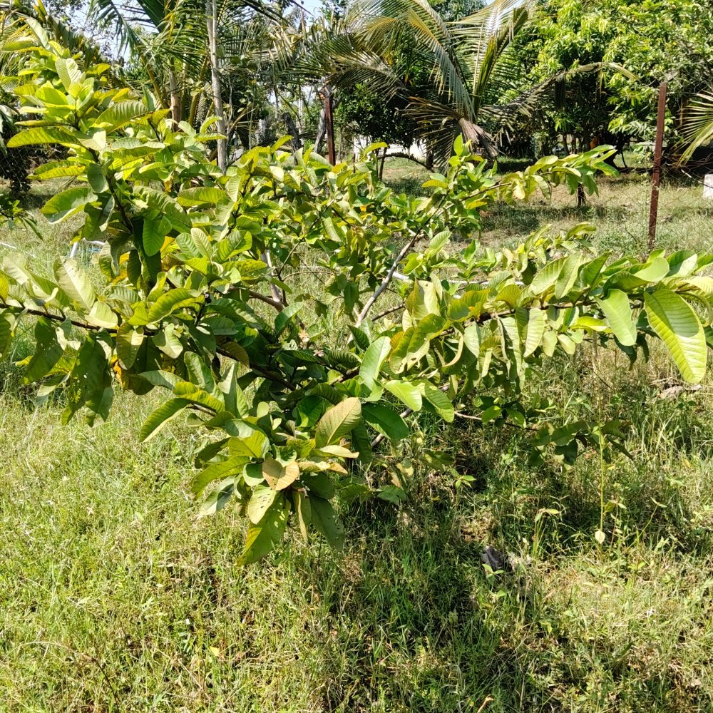 ECR FARM LAND SALE  property in Ecr kathankadai near