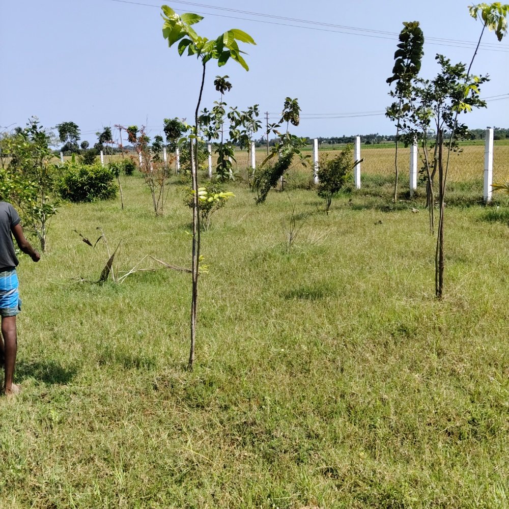 ECR FARM LAND SALE  property in Ecr kathankadai near